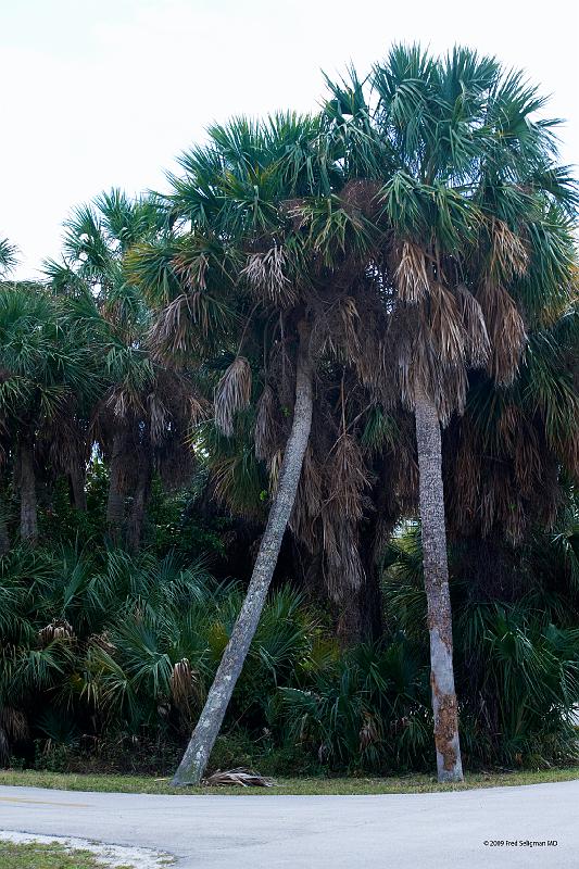 20090221_140519 D3 P1 3400x5100 srgb.jpg - Foliage, MacArthur Beach State Park. The park includes a mangrove fringed estuary, coastal hardwood forests, and nearly two miles of beach and shallow near shore reefs.